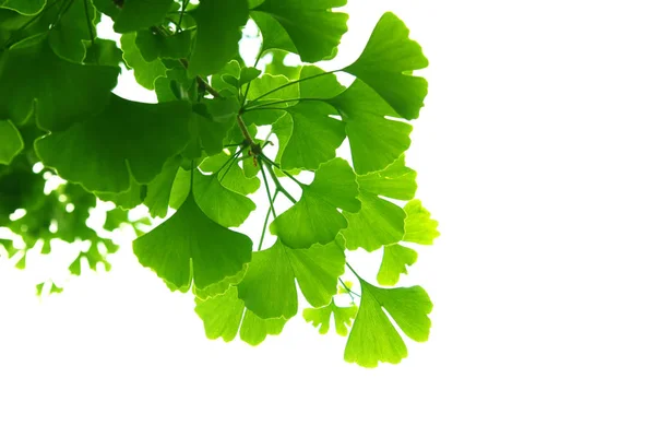 Ginkgo biloba green leaves on a tree. Ginkgo Biloba Tree Leaves on light sky. — Stock Photo, Image