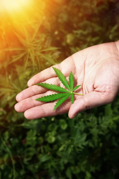 Close-up Mãos de homem segurando folhas de planta de cânhamo. Legalização da cannabis, maconha, ervas — Fotografia de Stock