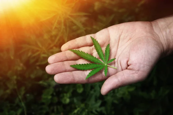 Close-up Mãos de homem segurando folhas de planta de cânhamo. Legalização da cannabis, maconha, ervas — Fotografia de Stock