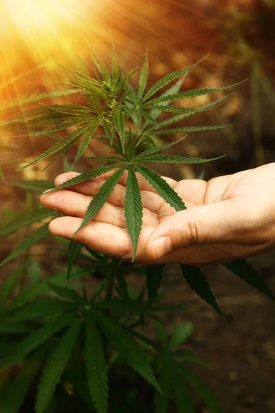 Close-up Mãos de homem segurando folhas de planta de cânhamo. Legalização da cannabis, maconha, ervas — Fotografia de Stock