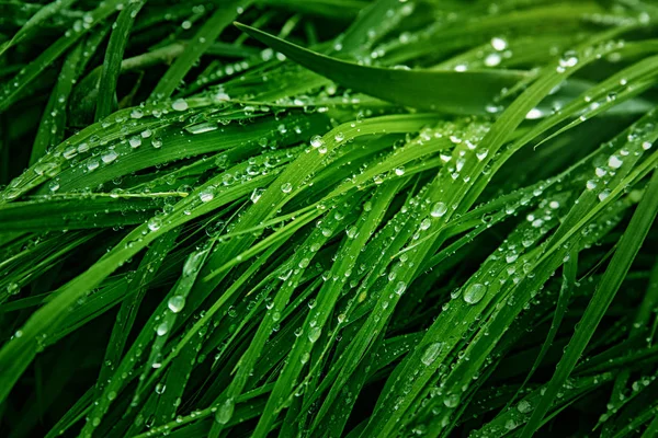 Ένα σημάδι από πράσινο γρασίδι καλυμμένο με σταγόνες δροσιάς την άνοιξη. Πράσινο ηλιόλουστο λιβάδι με φρέσκο βρεγμένο γρασίδι. — Φωτογραφία Αρχείου