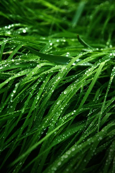 A macro shot of green grass covered with dew drops in the spring. Green meadow with fresh wet grass. — Stock Photo, Image