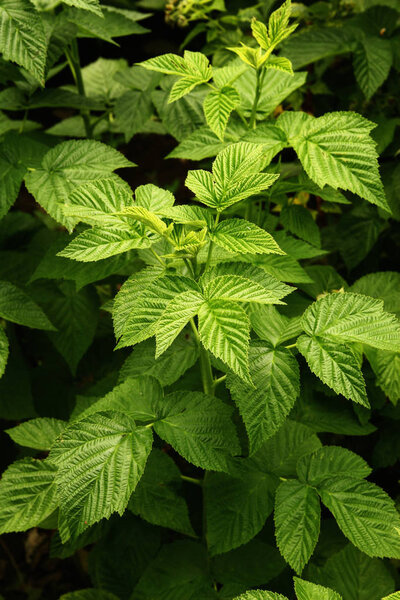 Background of green fresh raspberry leaves. Beauty foliage. Natural background for design or texture