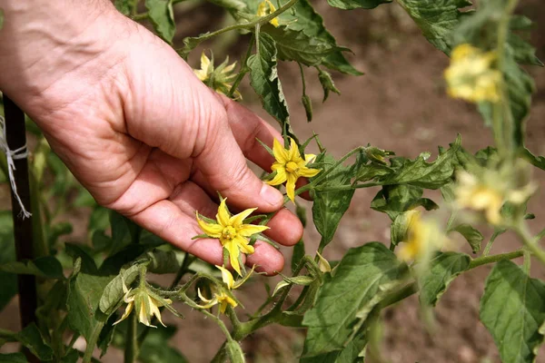 Uma mão masculina segura uma planta de tomate jovem em um jardim em casa. Mudas de tomate. Planta de tomate florido — Fotografia de Stock