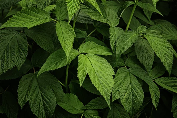 Background of green fresh raspberry leaves. Beauty foliage. Natural background for design or texture — Stock Photo, Image