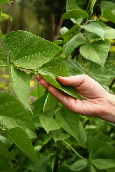 Uma mão masculina segura uma planta de feijão jovem em um jardim em casa. Mudas de feijão. Planta de feijão florido — Fotografia de Stock