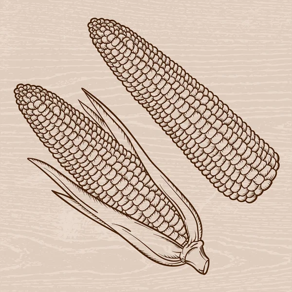 Vintage Detailed hand drawn Corn. Engraving style vector corn.Isolated Vegetable engraved style object. Vegetarian food drawing. Farm market product for menu and label. — Stock Vector