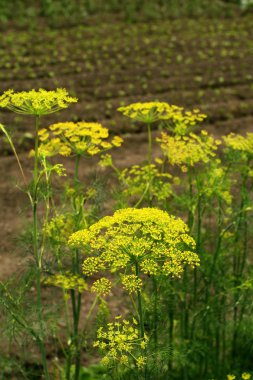 Dereotu şemsiye closeup ile dereotu Arka plan. Dereotu bitkibaharat pişirme ve alternatif tıp için uygundur. Bahçede kokulu dereotu.