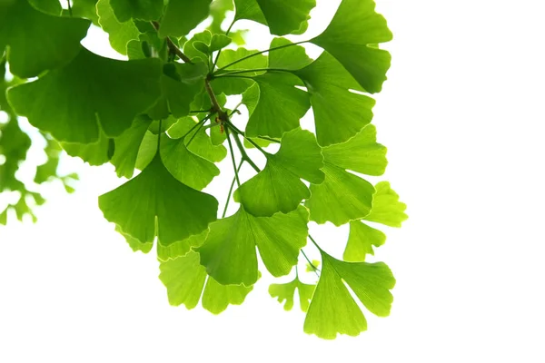 Ginkgo biloba groene bladeren op een boom. Ginkgo Biloba Boom Bladeren op lichte hemel. — Stockfoto