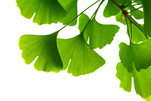 Zelené listy Ginkgo biloba na stromě. Ginkgo Biloba Strom Listy na světlé obloze. — Stock fotografie