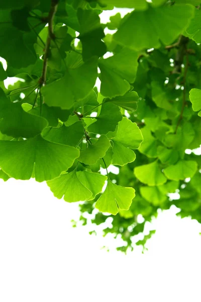 Ginkgo biloba green leaves on a tree. Ginkgo Biloba Tree Leaves on light sky. — Stock Photo, Image