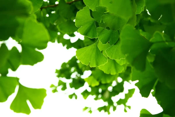 Ginkgo biloba hojas verdes en un árbol. Ginkgo Biloba Árbol Hojas en el cielo claro. —  Fotos de Stock