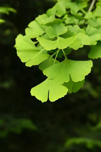 イチョウ葉の緑の葉は、木の上に。暗い背景にイチョウ葉の葉. — ストック写真