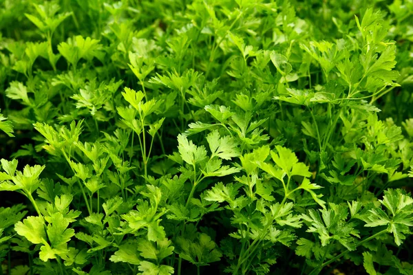 Parsley growing in the garden. Petroselinum. Close-up parsley leaves. Growing herbs — Stock Photo, Image