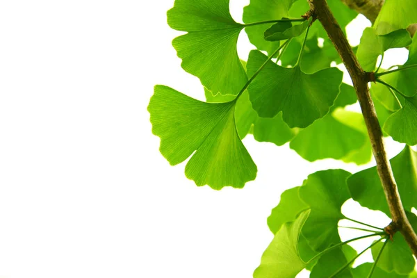 Ginkgo biloba green leaves on a tree. Ginkgo Biloba Tree Leaves on light sky. — Stock Photo, Image