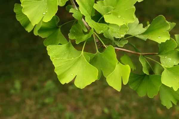 Ginkgo biloba bir ağaç üzerinde yeşil yaprakları. Ginkgo Biloba Ağacı Yaprakları koyu arka plan üzerinde.