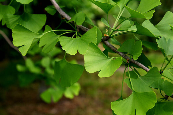 Ginkgo biloba зеленые листья на дереве. 