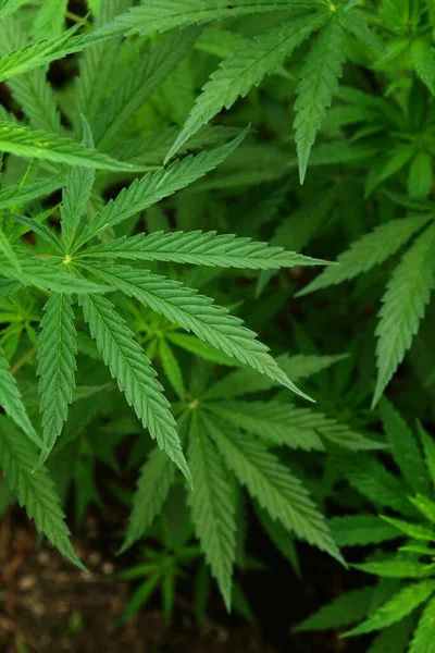 Folhas Marijuana Cannabis Bush Fundo Turvo Marihuana Plantas Perto — Fotografia de Stock