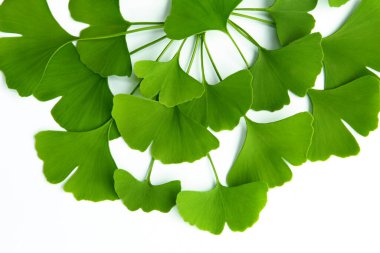 Birçok yeşil ginkgo biloba yaprakları beyaz bir arkaplanda izole edilmiş ve orijinal tasarım için uygun bir kompozisyon düzenlenmiş reklam, afiş, poster veya paketleme.