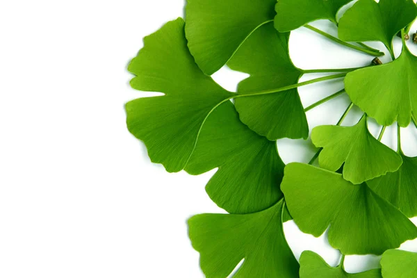 Many Green Leaves Ginkgo Biloba Isolated White Background Arranged Composition — Stock Photo, Image