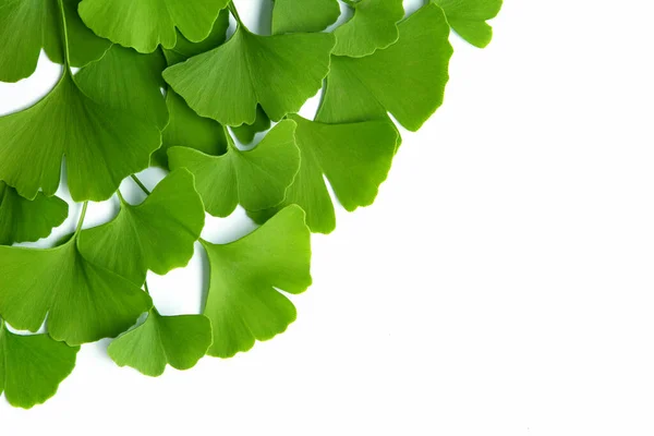 Muitas Folhas Verdes Ginkgo Biloba Isolado Fundo Branco Dispostos Uma — Fotografia de Stock