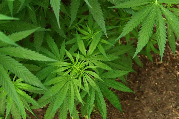 Marihuana Odchodzi Konopie Krzaczaste Niewyraźnym Tle Marihuana Rośliny Zamknąć — Zdjęcie stockowe
