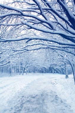 Beyaz tüylü karla kaplı ağaçlarla kaplı kış manzarası. Halk parkında yürüyüş yapmak için çiğnenmiş karlı bir yol..