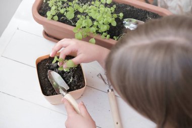 Petunya tohumlarını içeride büyümek için plastik kaplara naklediyorum. Güzel küçük kız nakil tohumları. şehir ormanı konsepti. Şehir bahçıvanlığı ve çiçek yetiştirme. en üstteki görünüm
