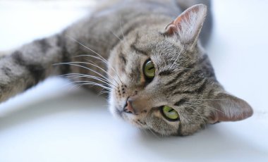 Yeşil gözlü, sakin, yetişkin bir tekir kedinin yakın plan portresi. Kedi pencere pervazında uzanıyor ve izleyiciye bakıyor. Ön manzara. Seçici odaklanma. evcil hayvanlar. Veteriner kliniği ya da kedi blogu. 