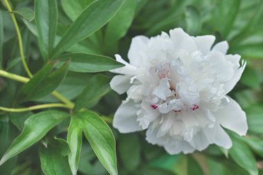 Bahçede açan beyaz şakayık çiçeği. güzel çiçek arkaplanı ya da takvim sayfası. Yaz projeleri için duvar kağıdı. seçici odak.