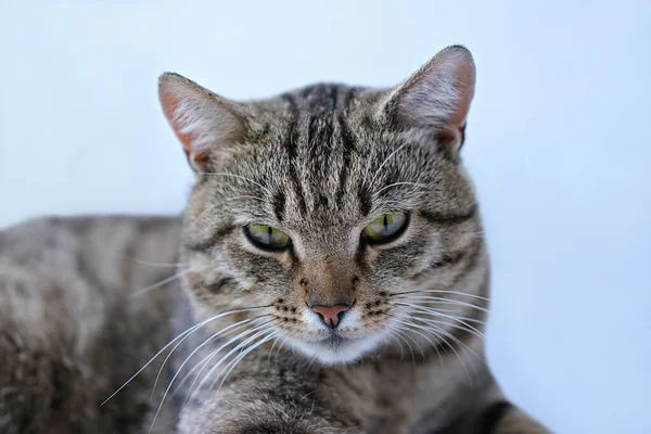 Крупный План Портрета Взрослой Кошки Зелеными Глазами Кошка Смотрит Камеру — стоковое фото