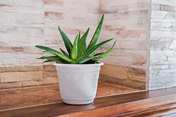 Aloe Planta Maceta Blanca Decoración Del Hogar Estilo Mínimo Vista —  Fotos de Stock