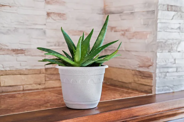 Aloe Plant White Pot Minimal Style Home Decor Close View Stock Photo