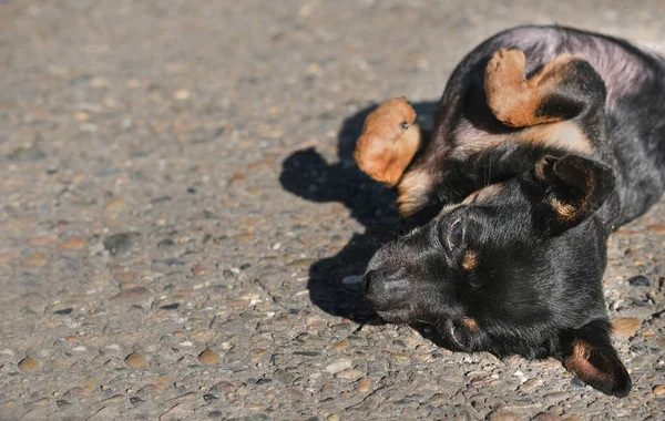 おもちゃのテリア犬が地面に寝そべってる 太陽の下でかわいい犬 おもちゃのテリアは休んでリラックスして 幸せな犬のリラクゼーション ユーモアと素敵な写真 — ストック写真