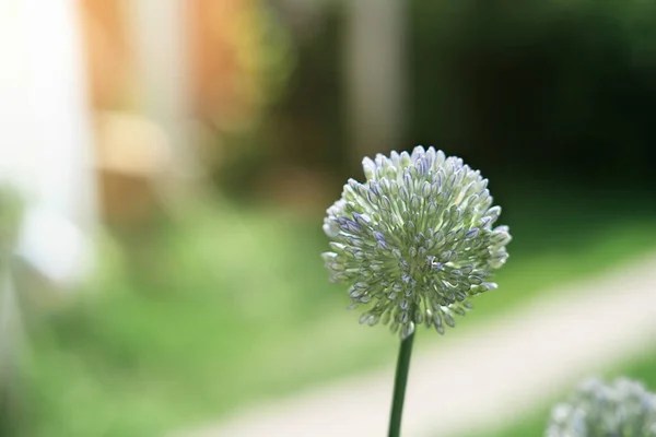 Wild onion flower bulb. Allium flower. Inflorescence of decorative onion in the garden. ornamental garden plant, large round green flower close-up, flowering onion.