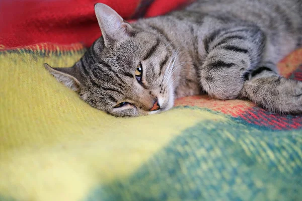 Милый Тэбби Кот Лежащий Диване Спокойный Расслабленный Счастливый Кот Взрослый — стоковое фото