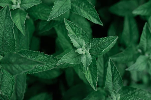 Grüne Minze Wächst Garten Zutat Für Kräutertee Kleines Foto Selektiver — Stockfoto