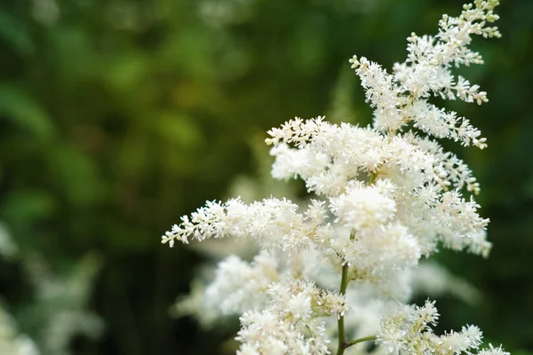 Flores Astilbe Que Crecen Jardín Astilba Blanca Sobre Fondo Verde — Foto de Stock