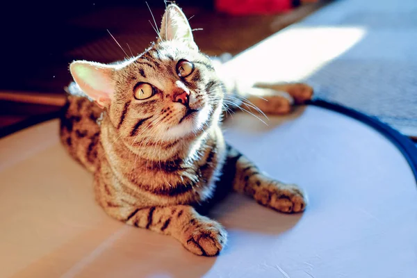 cute tabby cat laying and looking upwards. cat in sunshine. indoor portrait of a happy cat. pet adoption and pet love concept.