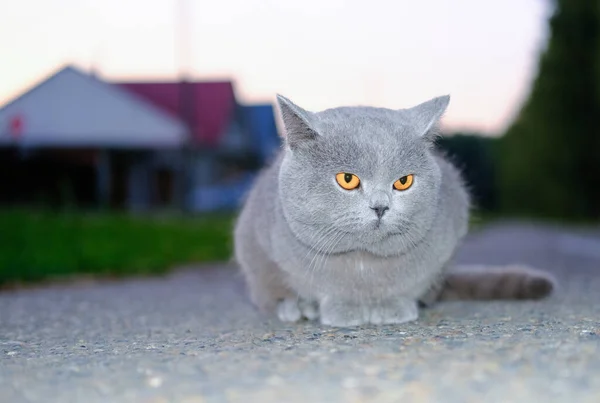 Gato Britânico Cinza Sentado Uma Rua Gato Perdido Conceito Adoção — Fotografia de Stock
