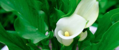 Beyaz zantedeschia aethiopica calla arum-zambak. Bahçede büyüyen beyaz nasırlar. Yaz çiçekleri konsepti. Düğün kaşları çatma ya da çiçekçi reklamı. pankart boyutu.