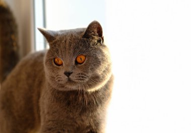 Şirin İngiliz kısa hava kedisi yana bakıyor. Sarı gözlü kedi. Safkan yetişkin kedi.. 