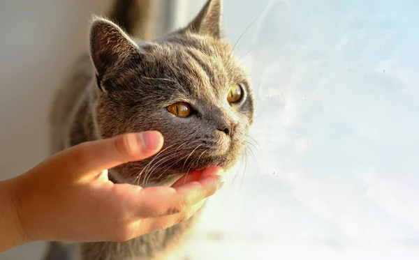 Happy cat likes being stroked by girl\'s\'s hand. The British Shorthair cat portrait. a kitten with yellow eyes. pet friend concept. copy space for text.