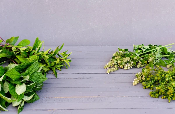 Çayı Iyileştirmek Için Malzemeler Bitki Çayı Konsepti Melissa Yaprakları Papatya — Stok fotoğraf