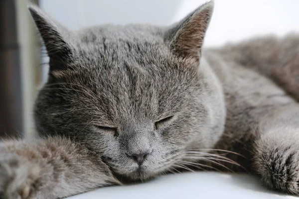 Британская Короткая Кошка Спит Отдыхает Милый Сонный Серый Кот Спокойный — стоковое фото
