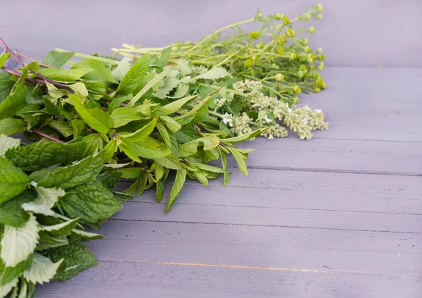 Heilkräuter aus dem Garten. — Stockfoto