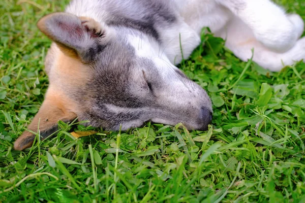 Cão bonito dormindo na grama . — Fotografia de Stock