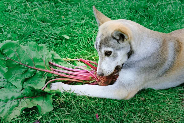 Cute dog gnaws a beetroot on a grass Stock Picture