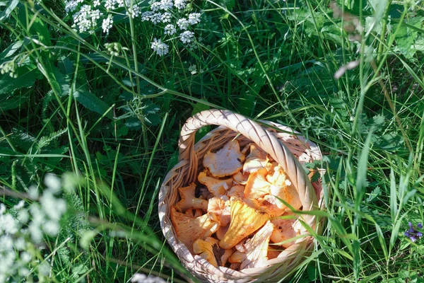 Chanterelles florestais frescos em uma cesta de vime . — Fotografia de Stock