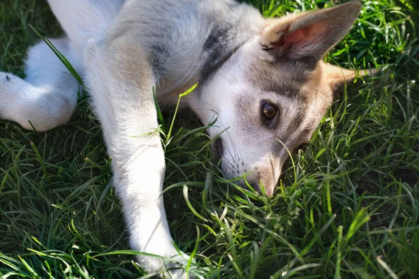 草の上で寝てる可愛い犬. — ストック写真